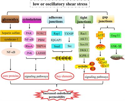 Low or oscillatory shear stress and endothelial permeability in atherosclerosis